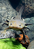 REP 04 TK0027 01
Head On Shot Of Tiger Salamander Larva Swimming By Rocks