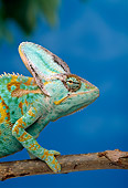REP 04 TK0028 01
Close-Up Profile Of Veiled Chameleon Male Climbing On Branch