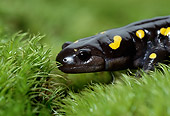 REP 04 TK0029 01
Close-Up Of Spotted Salamander Standing On Grass