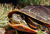 REP 06 BA0001 01
Close-Up Of Western Painted Turtle