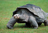REP 06 GR0002 01
Close-Up Of Aldabra Giant Tortoise Walking On Grass
