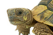 REP 06 JE0001 01
Close-Up Of Hermann's Tortoise Sitting On White Seamless