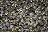 REP 06 JE0002 01
Arrau River Turtle Breeding For Reintroduction In Los Llanos, Venezuela