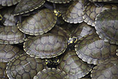 REP 06 JE0003 01
Arrau River Turtle Breeding For Reintroduction In Los Llanos, Venezuela