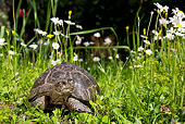 REP 06 KH0002 01
Greek Olive Tortoise Sitting In Grass In Spring Greece