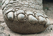 REP 06 MC0001 01
Galapagos Giant Tortoise Foot Galapagos Islands Ecuador