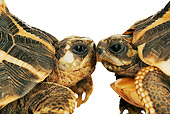 REP 06 MH0001 01
Two Spider Tortoises Kissing On White Seamless