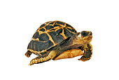 REP 06 MH0002 01
Spider Tortoise Walking On White Seamless
