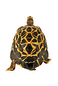 REP 06 MH0003 01
Rear View Of Spider Tortoise Walking On White Seamless