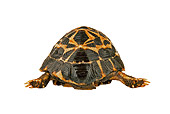 REP 06 MH0004 01
Rear View Of Spider Tortoise Walking On White Seamless