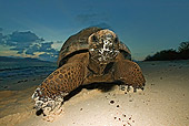 REP 06 MH0005 01
Aldabra Giant Tortoise Standing On Beach