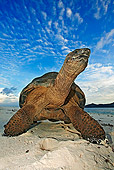 REP 06 MH0006 01
Aldabra Giant Tortoise Standing On Beach