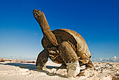 REP 06 MH0007 01
Aldabra Giant Tortoise Standing On Beach