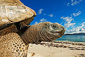 REP 06 MH0008 01
Aldabra Giant Tortoise Standing On Beach