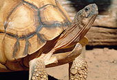 REP 06 MH0009 01
Close-Up Of Angulated Tortoise Standing On Dirt Madagascar