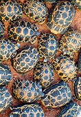 REP 06 MH0010 01
Overhead View Of Radiated Tortoise Hatchlings On Sand Madagascar