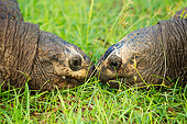 REP 06 MH0011 01
Close-Up Of Two Aldabra Giant Tortoises Nose-To-Nose On Grass In Seychelles