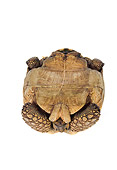 REP 06 RK0001 01
Tortoise Laying On Back On White Seamless