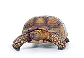 REP 06 RK0002 06
Tortoise Walking On White Seamless