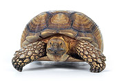 REP 06 RK0002 08
Tortoise Walking On White Seamless