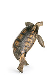 REP 06 RK0006 01
Desert Tortoise On Hind Legs White Seamless
