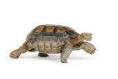 REP 06 RK0007 01
Desert Tortoise Profile On White Seamless