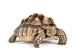 REP 06 RK0008 01
Sulcata Tortoise On White Seamless
