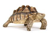 REP 06 RK0008 02
Sulcata Tortoise On White Seamless