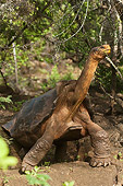 REP 06 WF0002 01
Galapagos Giant Tortoise Standing On Jungle Floor