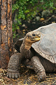 REP 06 WF0003 01
Galapagos Giant Tortoise Standing On Jungle Floor