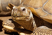 REP 06 WF0004 01
Close-Up Of African Spur-Thighed Tortoise