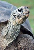 REP 06 GR0001 01
Head Shot Of Aldabra Giant Tortoise