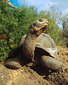 REP 06 JZ0001 01
Galapagos Tortoise Crawling On Dirt By Shrubs Galapagos Islands Ecuador
