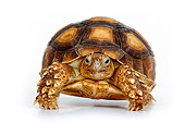 REP 06 KH0001 01
African Spurred Tortoise Standing On White Seamless