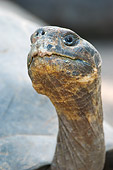 REP 06 NE0001 01
Head Shot Of Galapagos Giant Tortoise Galapagos Islands