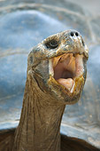 REP 06 NE0002 01
Head Shot Of Galapagos Giant Tortoise Yawning Galapagos Islands