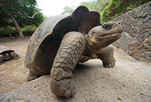 REP 06 NE0003 01
Galapagos Giant Tortoise Climbing Rock Galapagos Islands