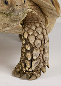 REP 06 RK0009 01
Sulcata Tortoise Close Up Of Leg