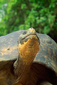 REP 06 RW0001 01
Galapagos Tortoise