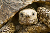 REP 06 RW0002 01
Close Up Of Leopard Tortoise Kenya