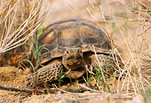REP 06 TL0001 01
Head On Shot Of Desert Tortoise Laying In Scrub