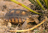 REP 06 TL0002 01
Profile Of Desert Tortoise Walking Under Bush