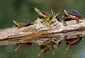 REP 06 TL0003 01
Three Western Painted Turtles Sunning Themselves On A Half-Submerged Log