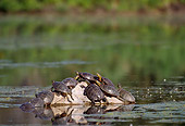 REP 06 TL0004 01
Group Of Western Painted Turtles Sunning Themselves On A Rock In A Pond