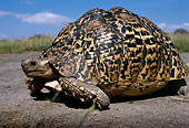 REP 06 TL0005 01
Profile Of Leopard Tortoise Crawling On Dirt In Field Grass Blue Sky CLoud Africa