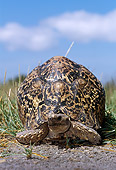 REP 06 TL0006 01
Portrait Of Leopard Tortoise Crawling On Dirt In Field Grass Blue Sky CLoud Africa