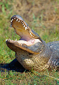 REP 07 GL0001 01
Portrait Of American Alligator With Mouth Open