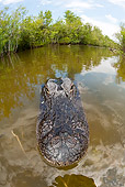 REP 07 JM0001 01
Head Shot Of American Alligator Swimming In Florida Swamp