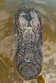 REP 07 JM0002 01
Close-Up Head Shot Of American Alligator Swimming In Florida Swamp
