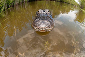REP 07 JM0003 01
Head Shot Of American Alligator Swimming In Florida Swamp